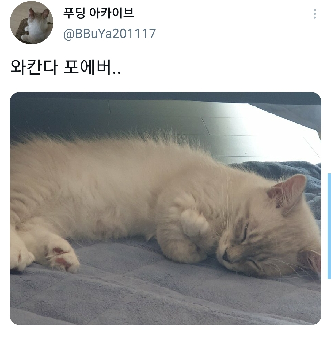 웃긴 포즈로 잠자는 고양이 대회.twt | 인스티즈