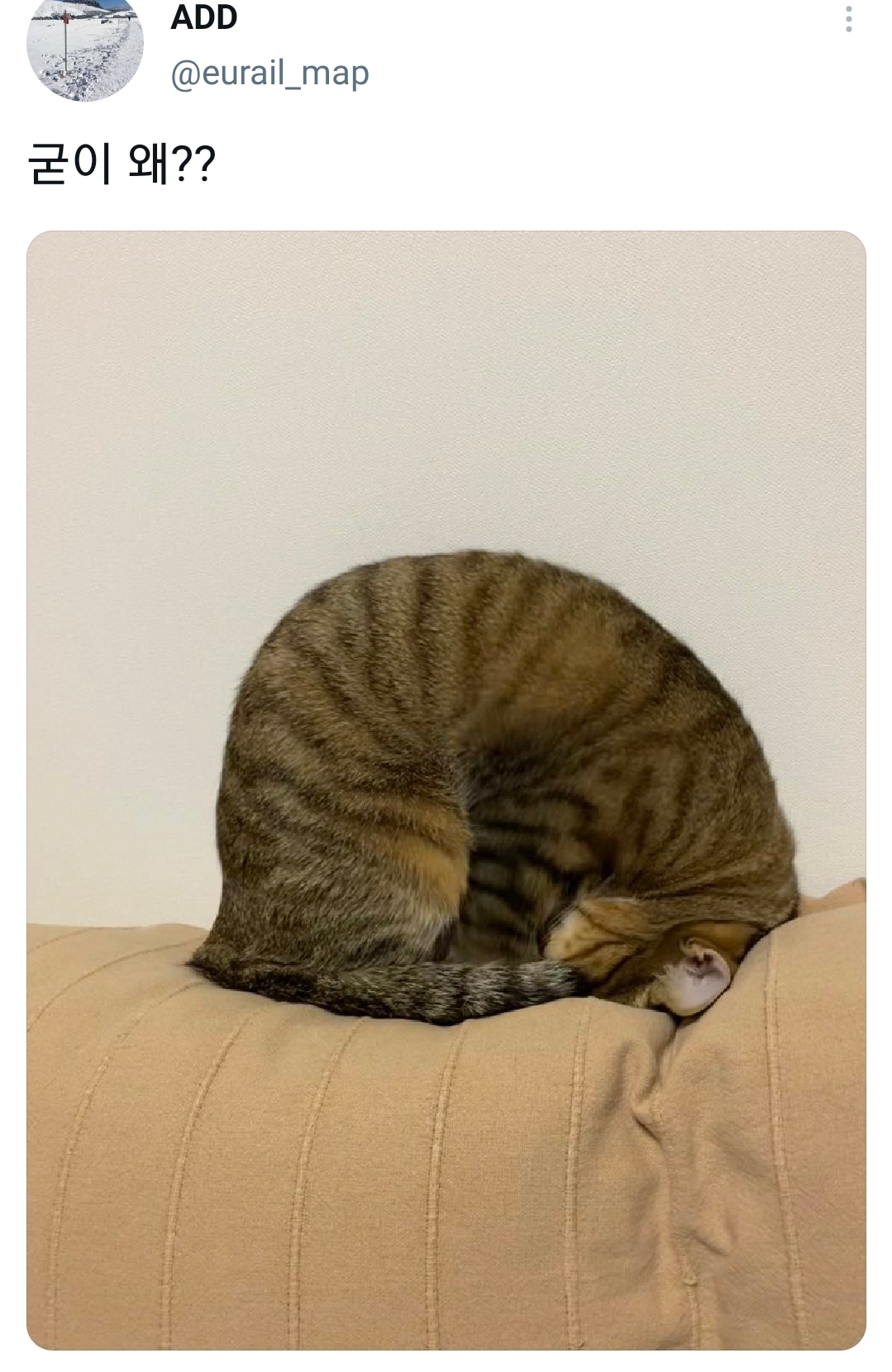 웃긴 포즈로 잠자는 고양이 대회.twt | 인스티즈