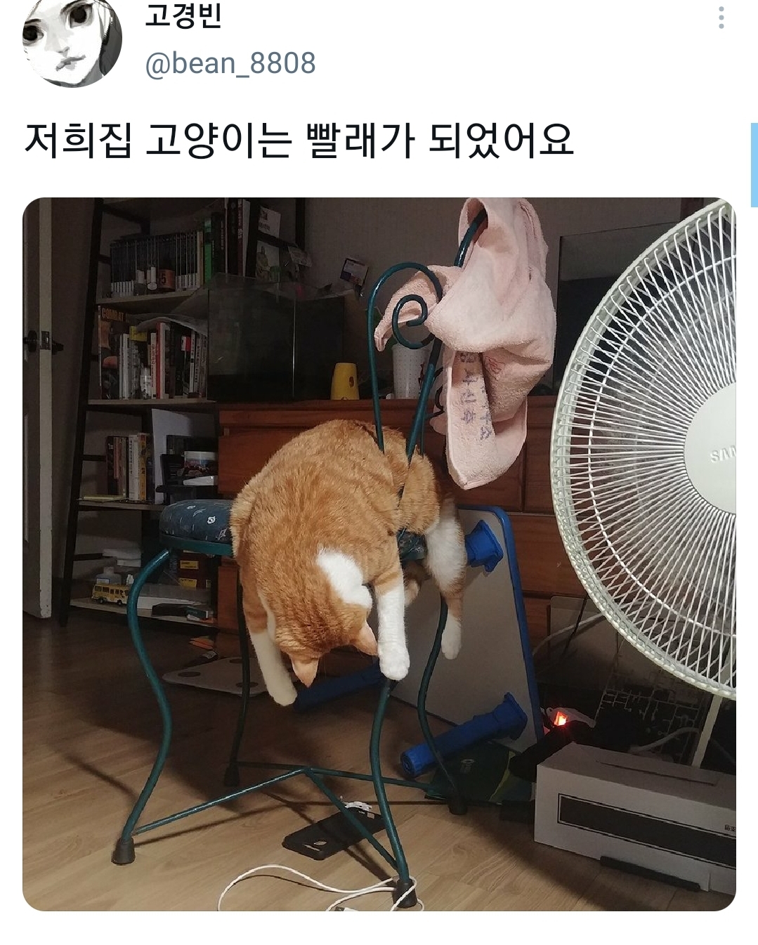 웃긴 포즈로 잠자는 고양이 대회.twt | 인스티즈