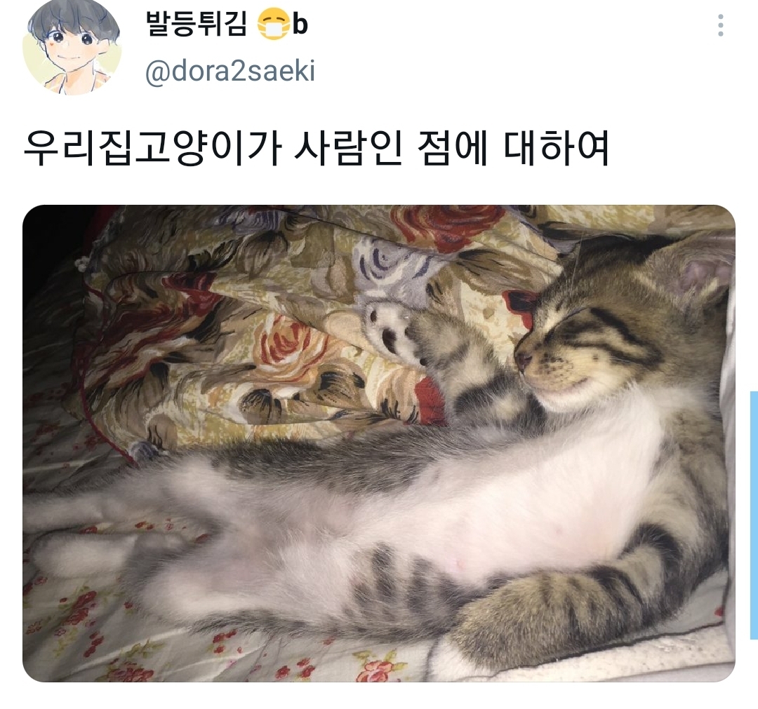 웃긴 포즈로 잠자는 고양이 대회.twt | 인스티즈