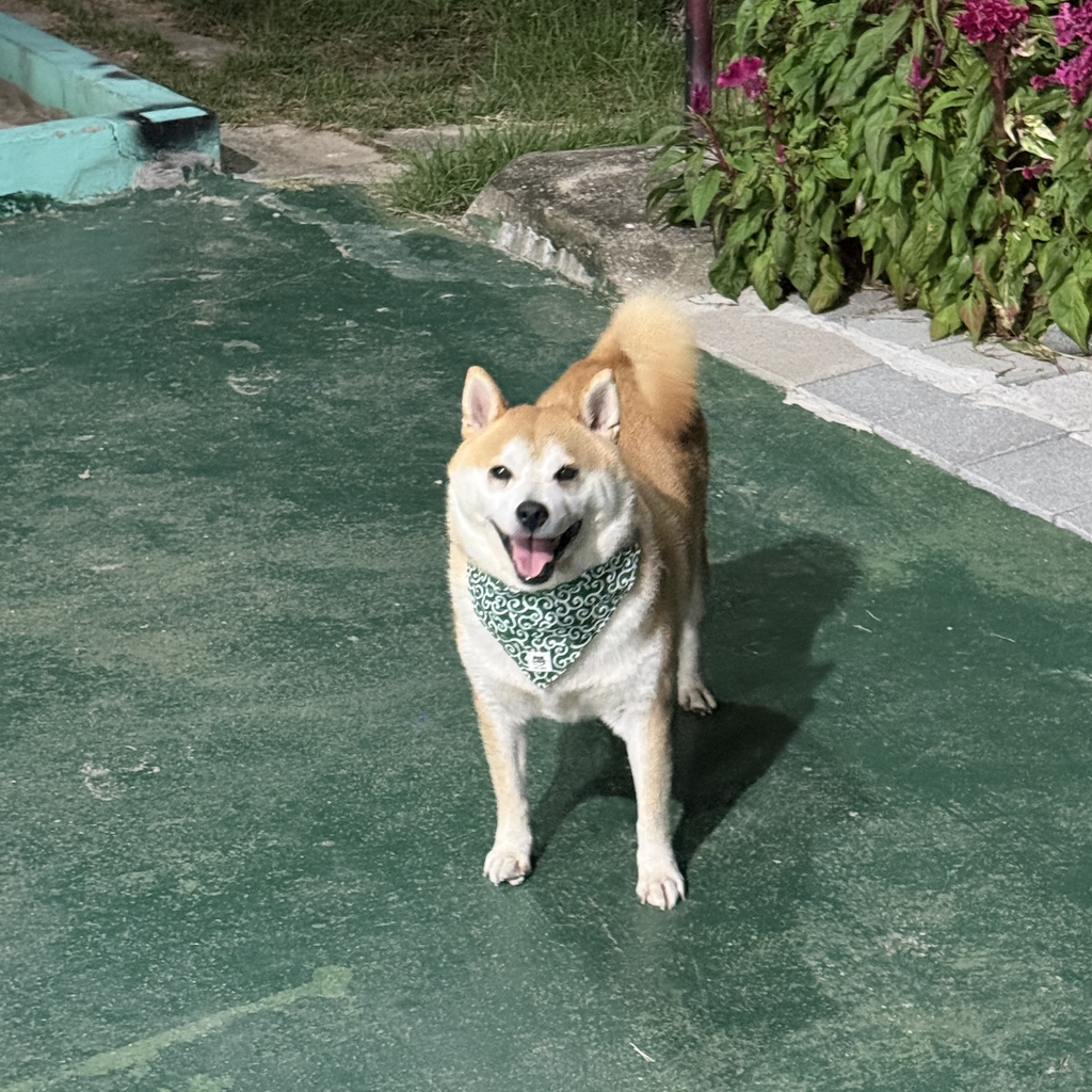 유기견 입양 극구 반대하던 갭 현황 | 인스티즈