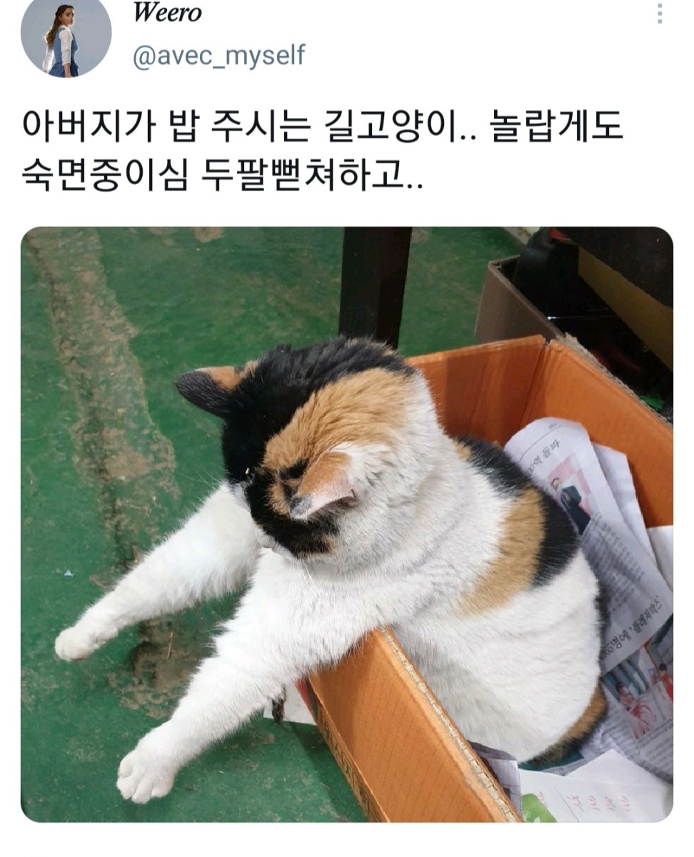 웃긴 포즈로 잠자는 고양이 대회.twt | 인스티즈