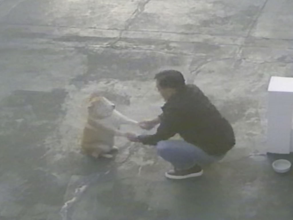 유기견 입양 극구 반대하던 갭 현황 | 인스티즈