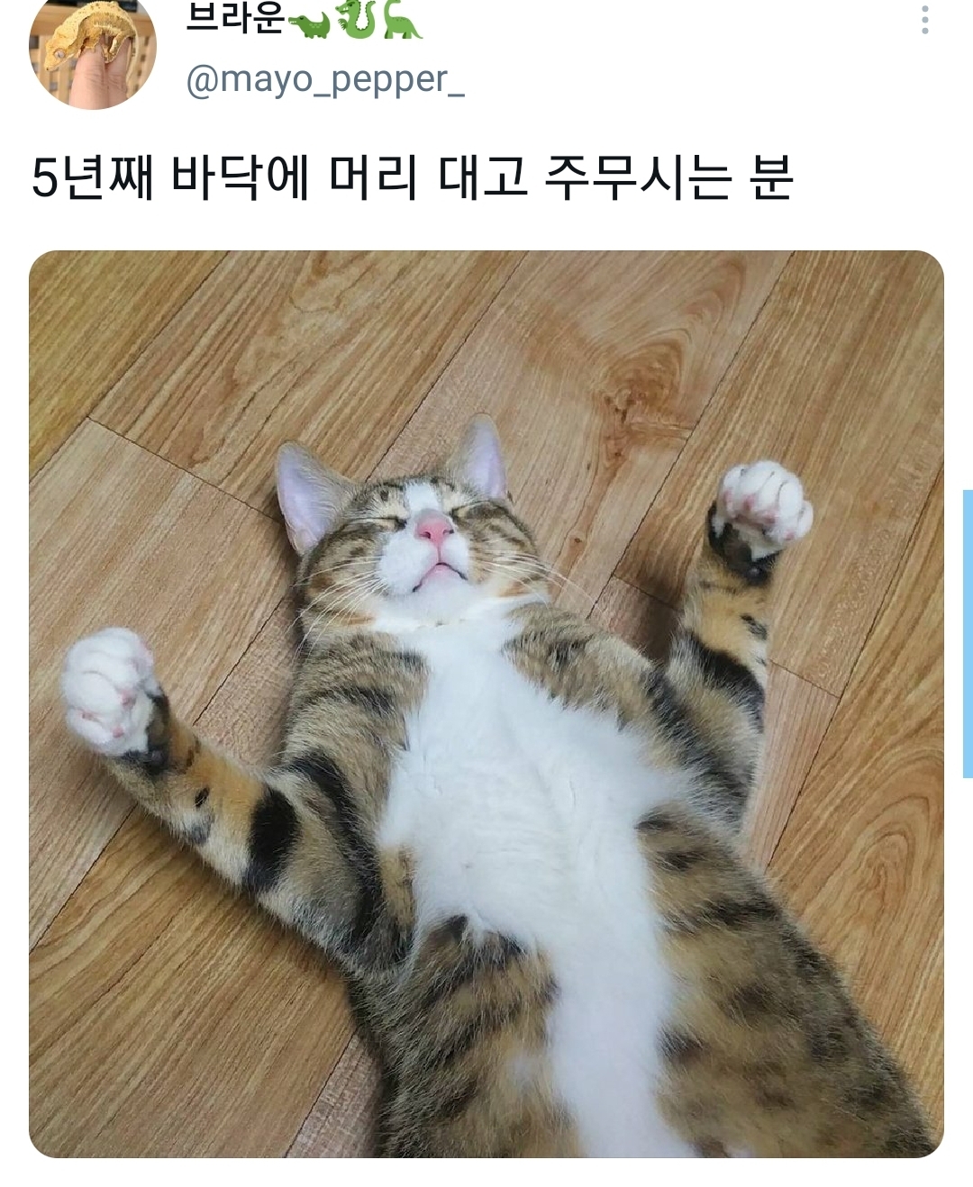 웃긴 포즈로 잠자는 고양이 대회.twt | 인스티즈