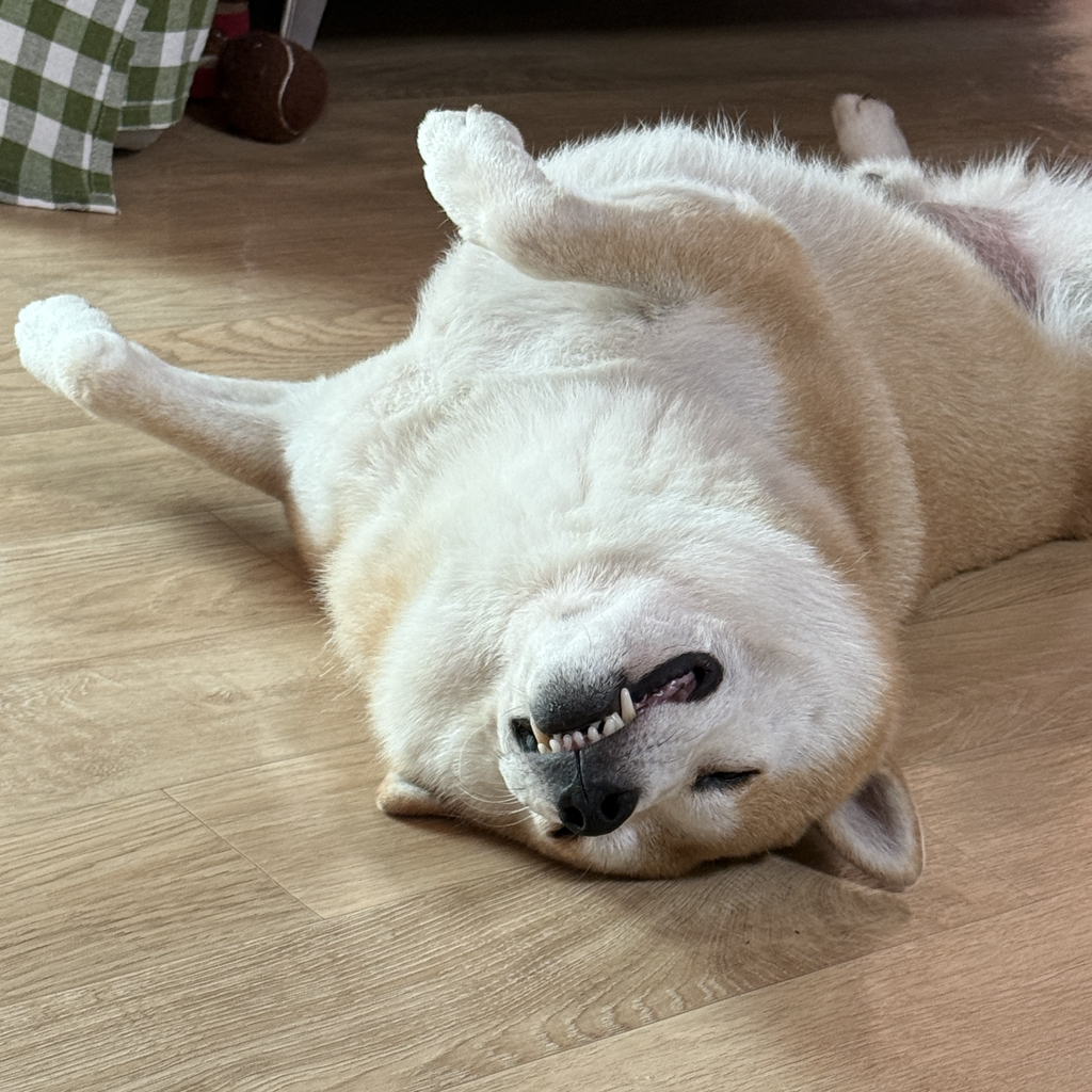 유기견 입양 극구 반대하던 갭 현황 | 인스티즈