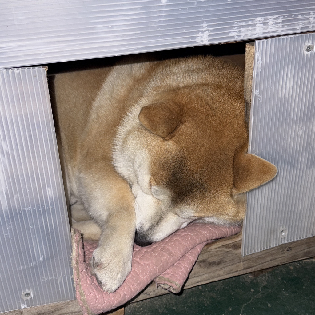 유기견 입양 극구 반대하던 갭 현황 | 인스티즈