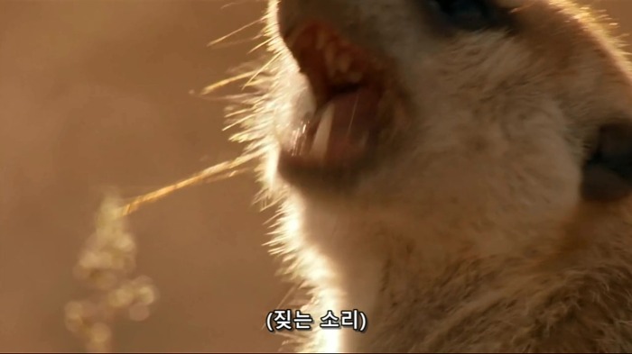 까마귀의 지능에 대한 고찰.jpg | 인스티즈