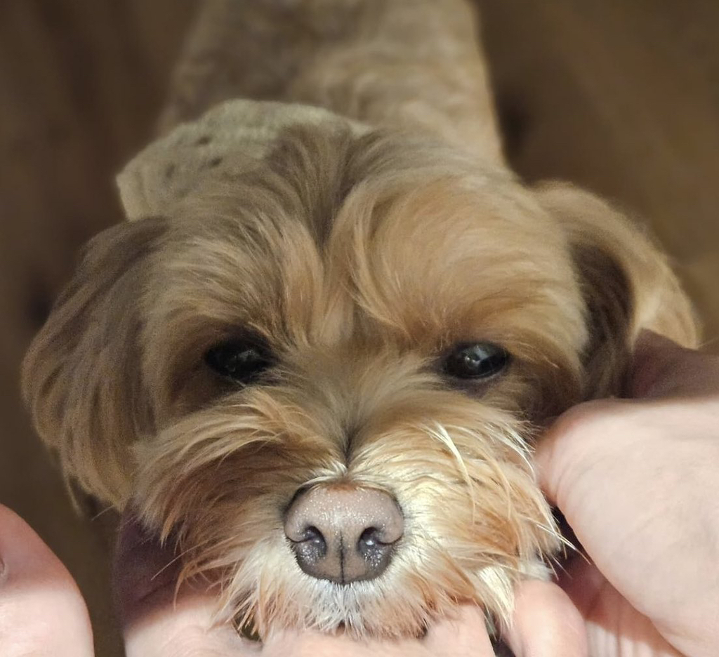 화사 강아지 "똥꼬” 영어이름은.. | 인스티즈