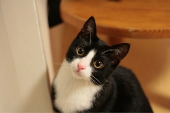 반려동물에게 딱 한마디 말을 들을수 있다면 "사랑해”vs "미안해” | 인스티즈