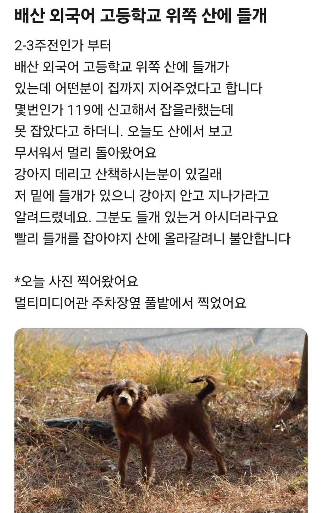 유실된지 2년만에 찾은 강아지 땡초 | 인스티즈