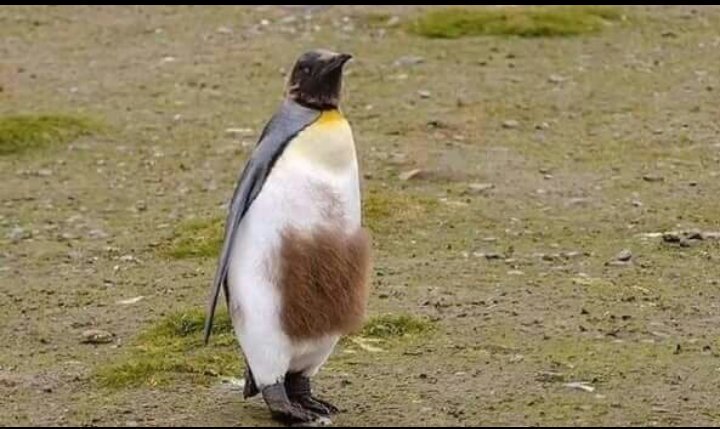 펭귄들이 가장 패셔너블해진다는 털갈이 시기 | 인스티즈