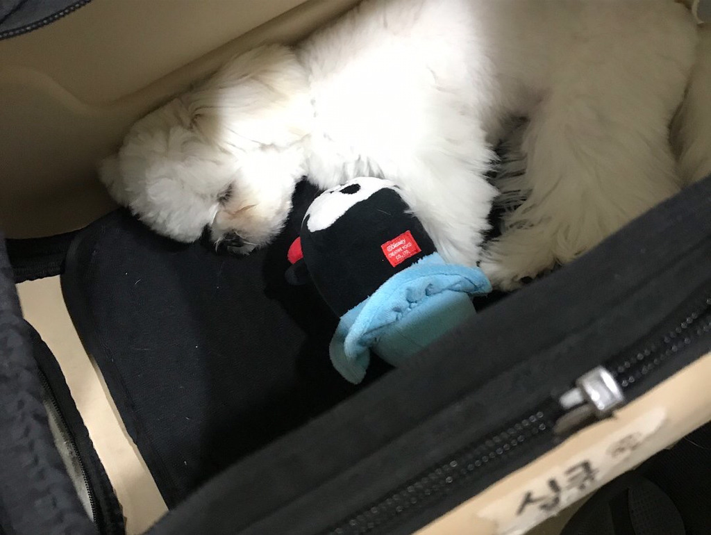 슈퍼주니어 이특이 키우는 반려견 심쿵.jpg | 인스티즈