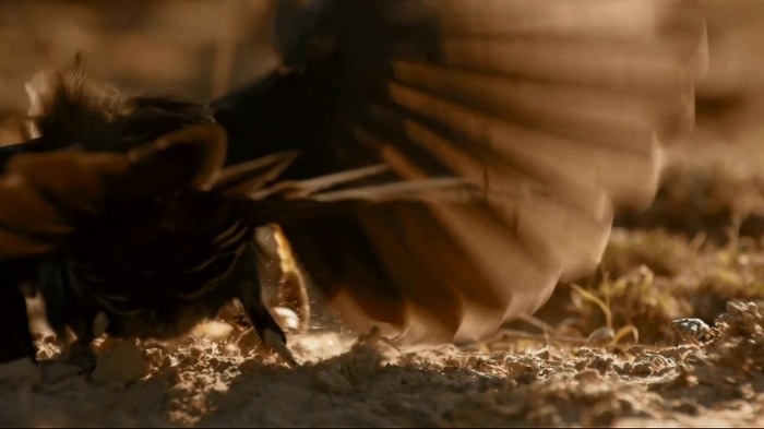 까마귀의 지능에 대한 고찰.jpg | 인스티즈