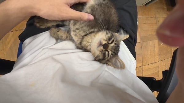 아기 고양이 냥줍했는데 반응 난리난 일본 유튜버.jpg | 인스티즈