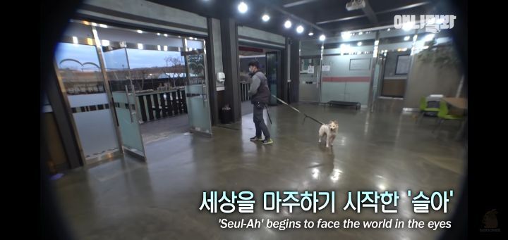 죽을것같은 우울증에 걸린 강아지 | 인스티즈