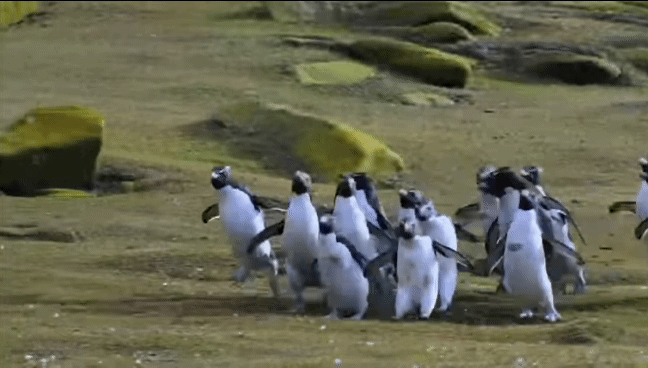 거친파도와 절벽을 뚫고 직진하는 바위뛰기펭귄.gif | 인스티즈