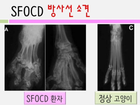 알려진 것보다 더 심각한 스코티쉬 폴드 유전병 | 인스티즈