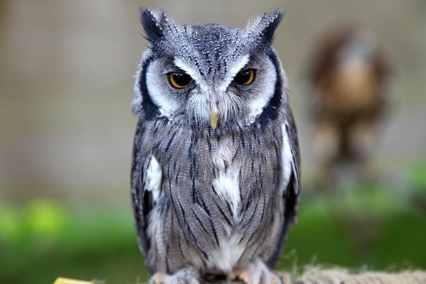 은근 헷갈리는 비슷비슷한 동물들 구별하는 법! | 인스티즈