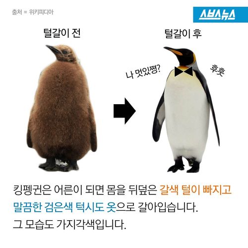 펭귄들이 가장 패셔너블해진다는 털갈이 시기 | 인스티즈