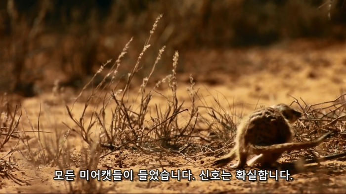 까마귀의 지능에 대한 고찰.jpg | 인스티즈