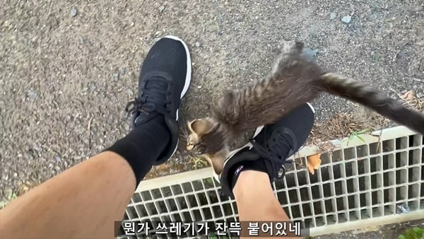 아기 고양이 냥줍했는데 반응 난리난 일본 유튜버.jpg | 인스티즈