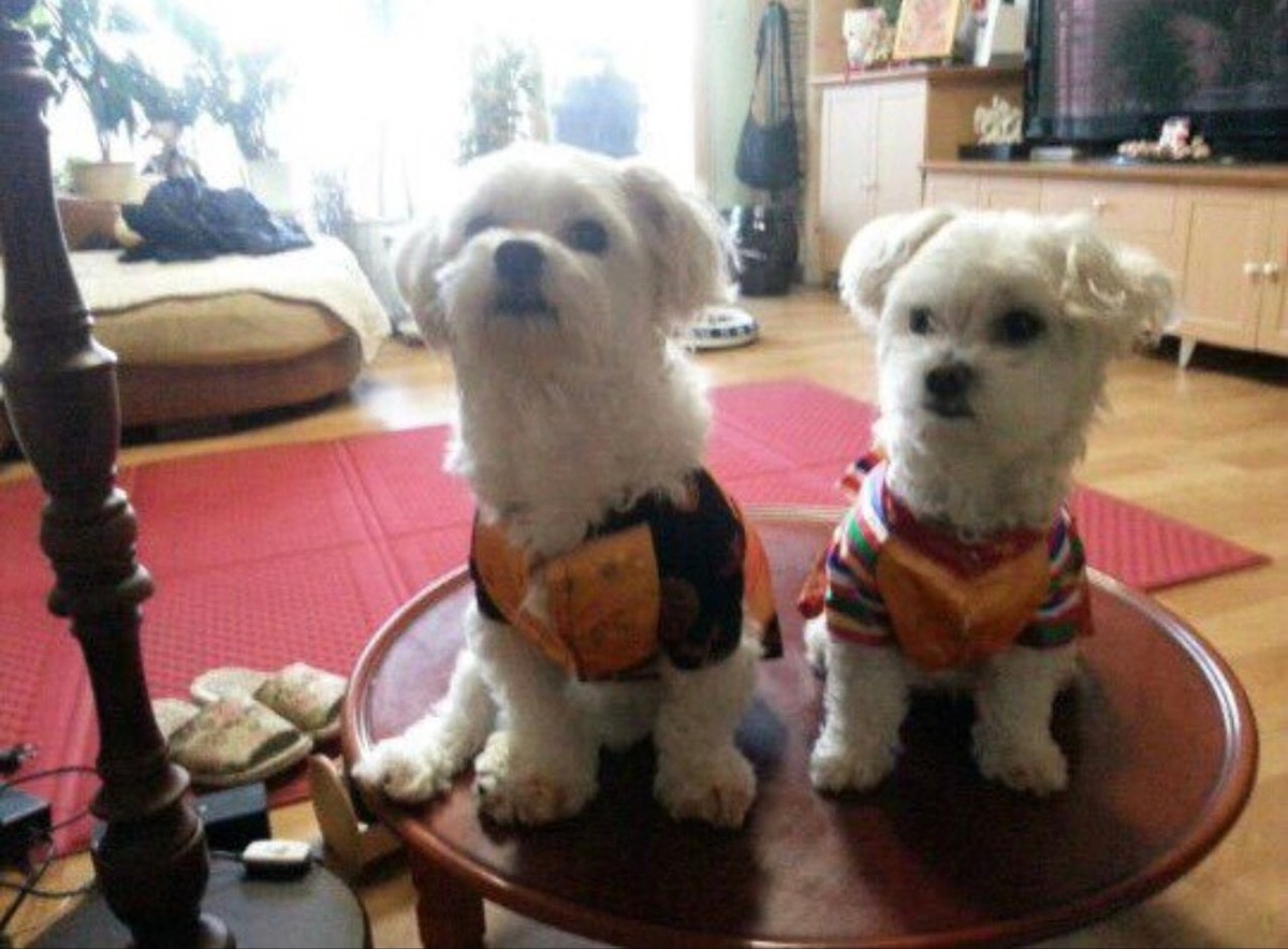 AI야 작년에 하늘나라간 우리강아지들인데 꼬리 흔들게 해줘 | 인스티즈