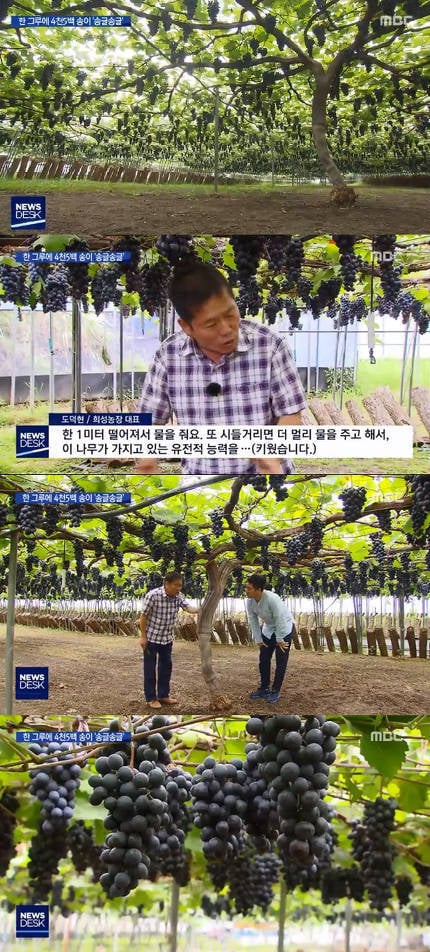 포도나무 한 그루에 4500송이 포도 열려..전 세계 유례 없어 | 인스티즈