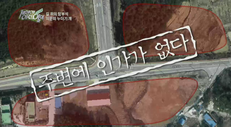 [세상에이런일이] 도로위에 망부석이 되서 주인을 기다리는 강아지.jpg | 인스티즈