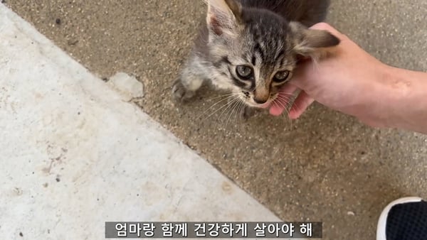 아기 고양이 냥줍했는데 반응 난리난 일본 유튜버.jpg | 인스티즈