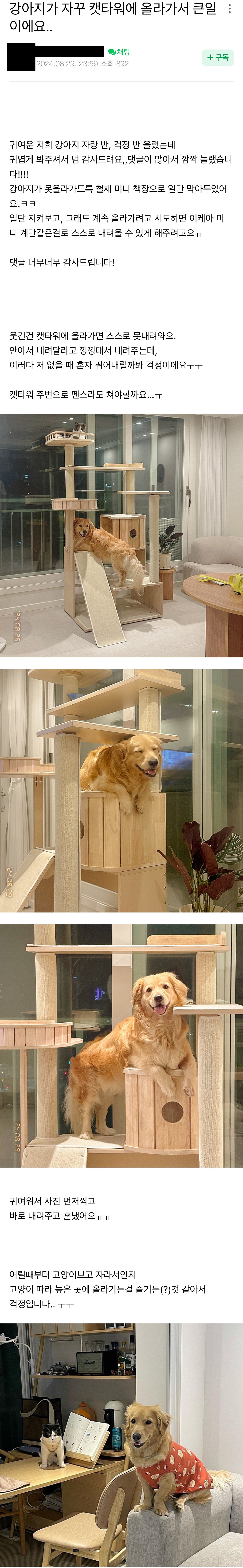 강아지가 자꾸 캣타워에 올라가서 큰일이예요 | 인스티즈