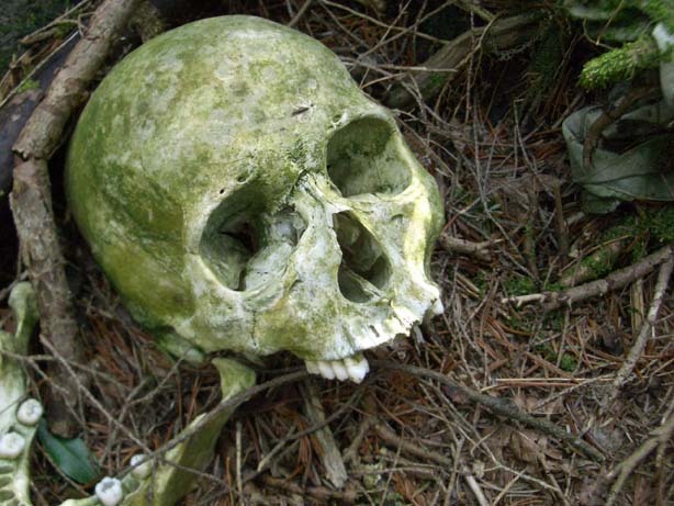 일본의 죽음의 숲 (일본 내 자살1위) 아오키가하라 사진. (시체 , 심약자, 비위약한사람들 보면안됨) | 인스티즈