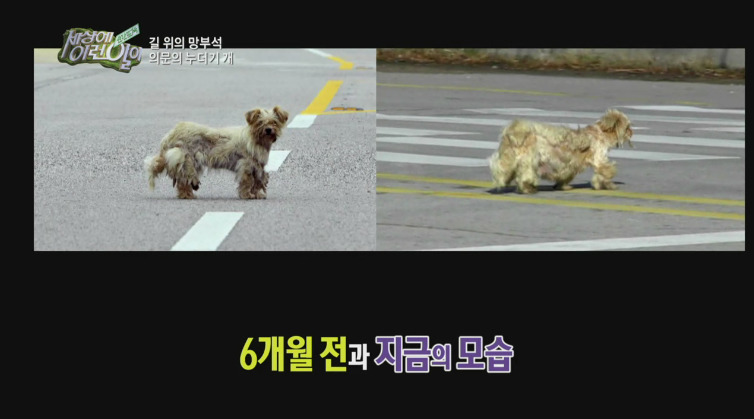 [세상에이런일이] 도로위에 망부석이 되서 주인을 기다리는 강아지.jpg | 인스티즈