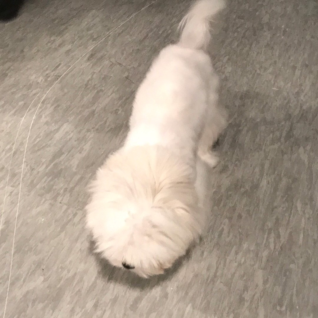 슈퍼주니어 이특이 키우는 반려견 심쿵.jpg | 인스티즈
