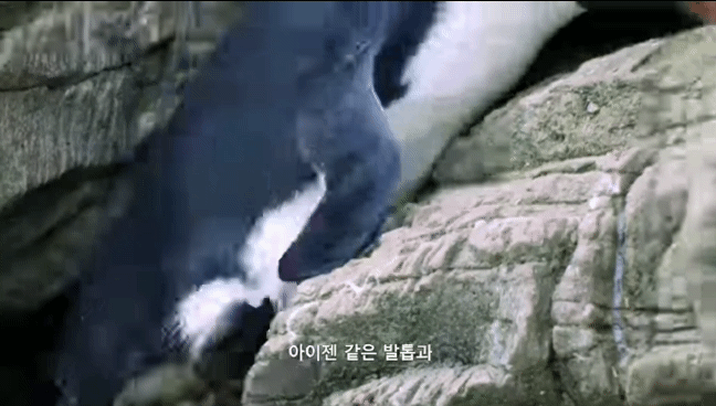 거친파도와 절벽을 뚫고 직진하는 바위뛰기펭귄.gif | 인스티즈