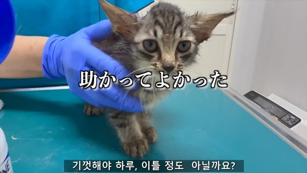 아기 고양이 냥줍했는데 반응 난리난 일본 유튜버.jpg | 인스티즈
