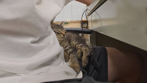 아기 고양이 냥줍했는데 반응 난리난 일본 유튜버.jpg | 인스티즈