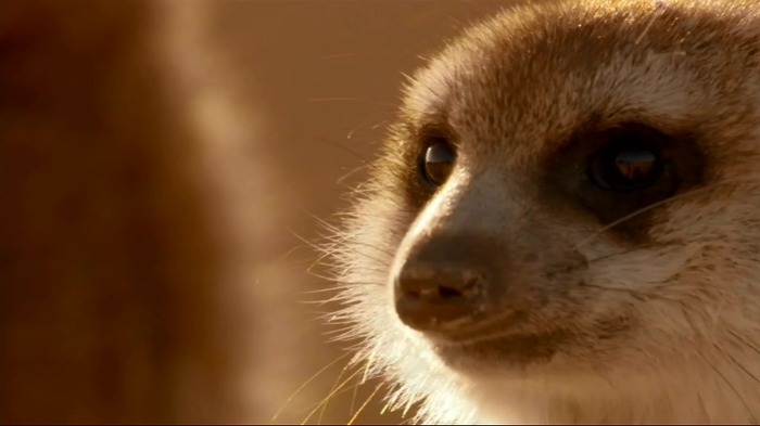 까마귀의 지능에 대한 고찰.jpg | 인스티즈