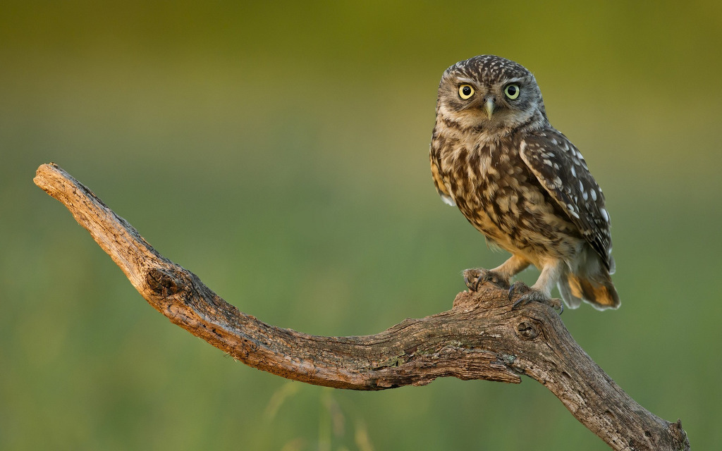 [데이터주의] 마음이 정화되는 고화질 동물사진 .JPG | 인스티즈