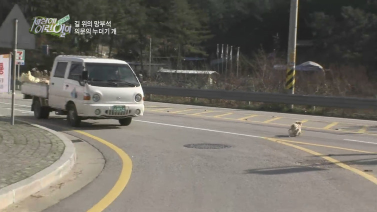 [세상에이런일이] 도로위에 망부석이 되서 주인을 기다리는 강아지.jpg | 인스티즈