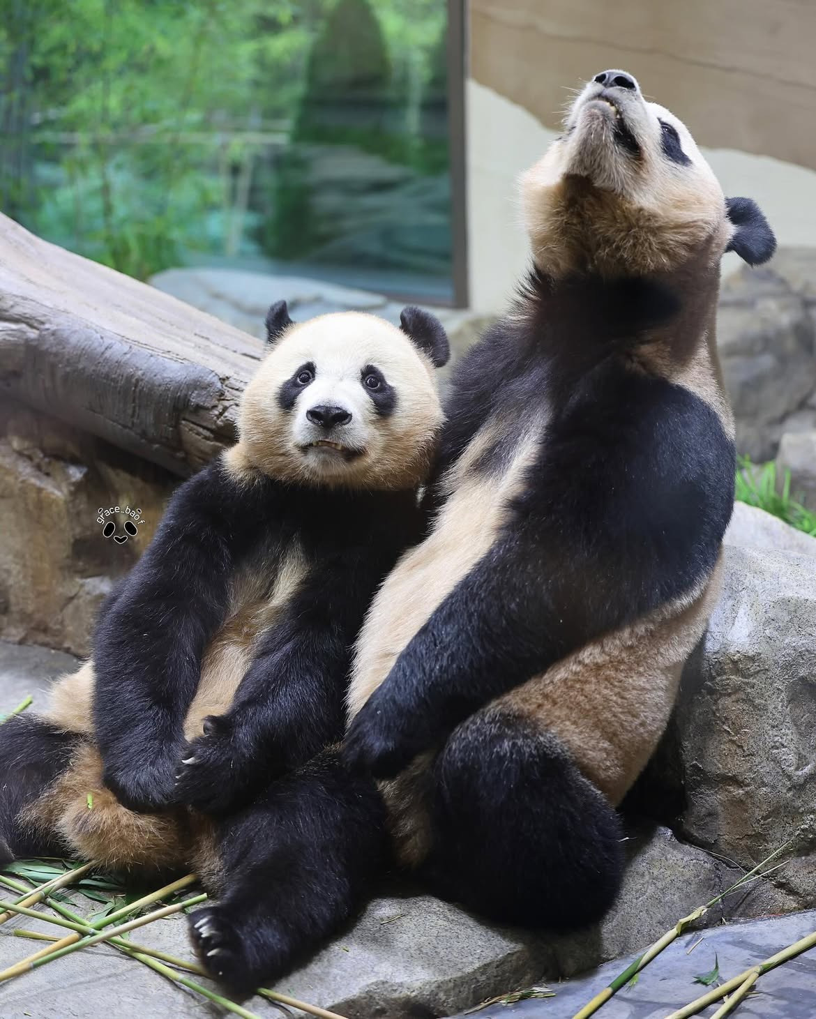 언니한테서 또 쭈쭈 찾는 후이바오🐼 | 인스티즈