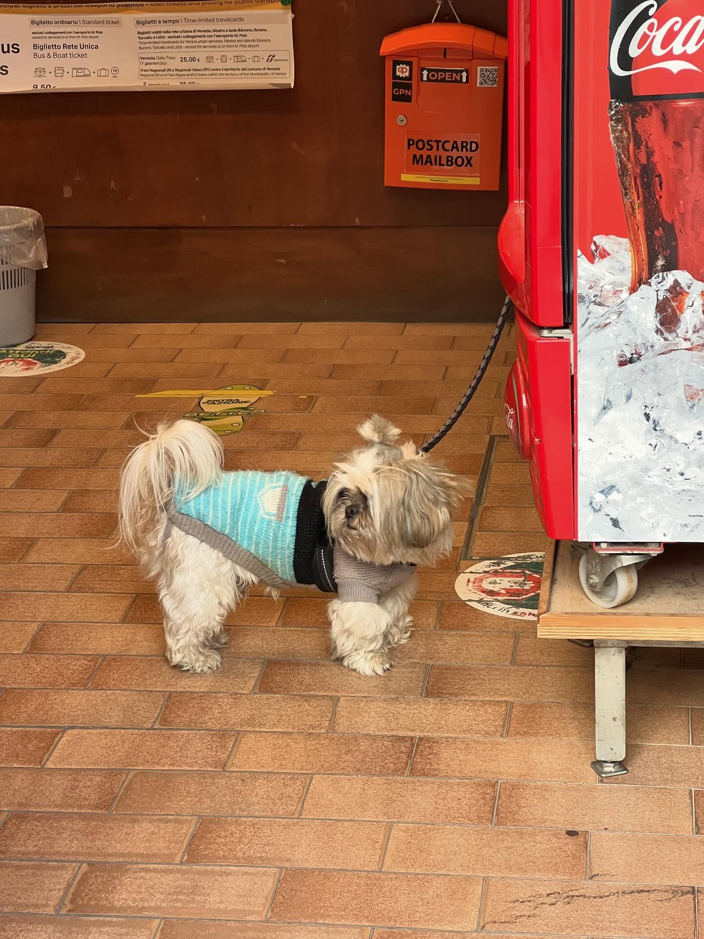 사람들이 개모차 쓰는 진짜 이유 | 인스티즈