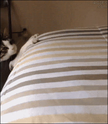 고장난 고양이 모음.gif(데이터주의) | 인스티즈