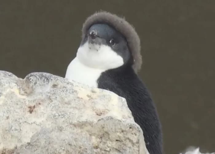 펭귄들이 가장 패셔너블해진다는 털갈이 시기 | 인스티즈