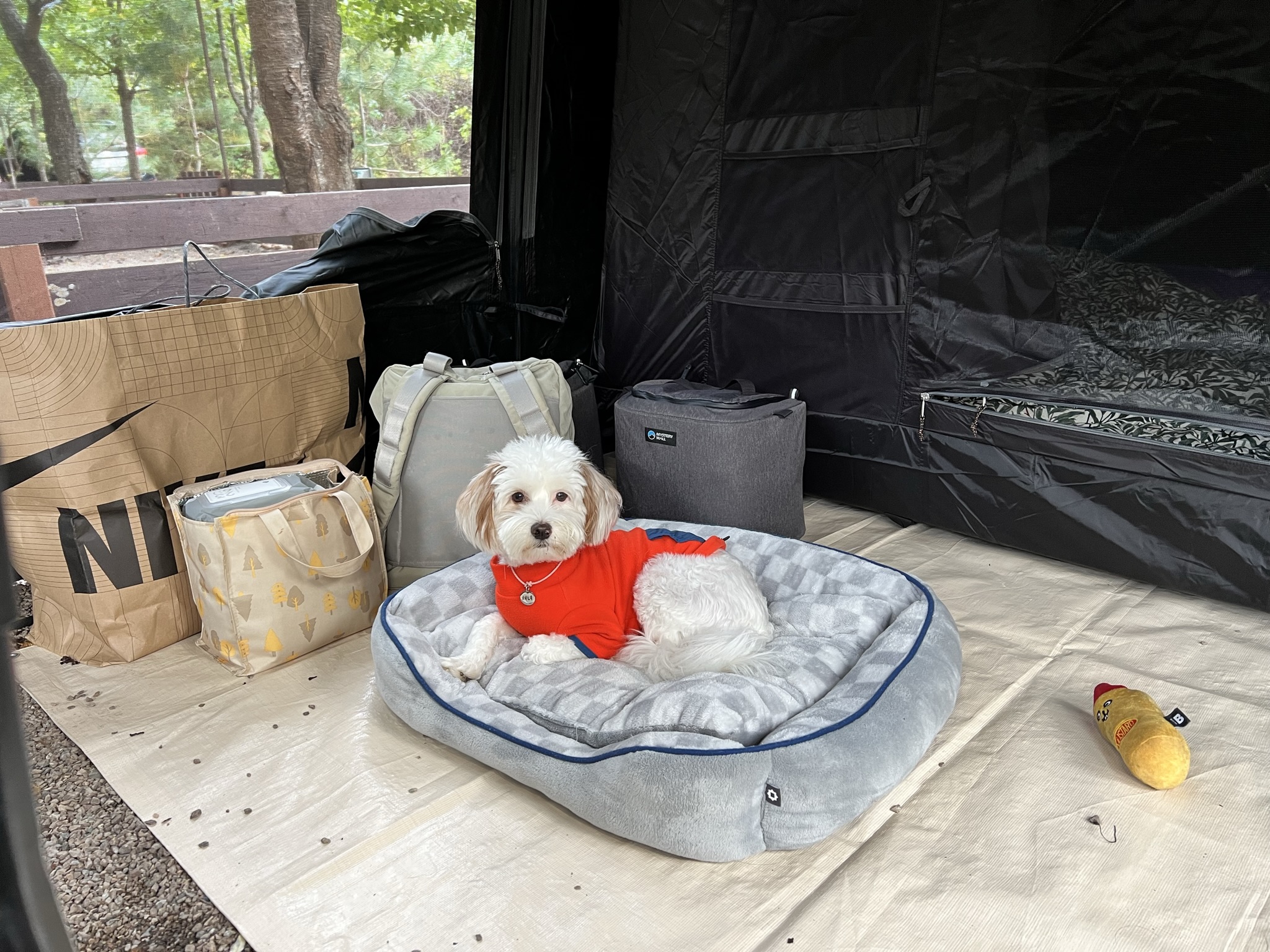 유기견 남매 데려왔는데 너무 귀여워ㅠㅠ 근데 너무 커버렸어;; | 인스티즈