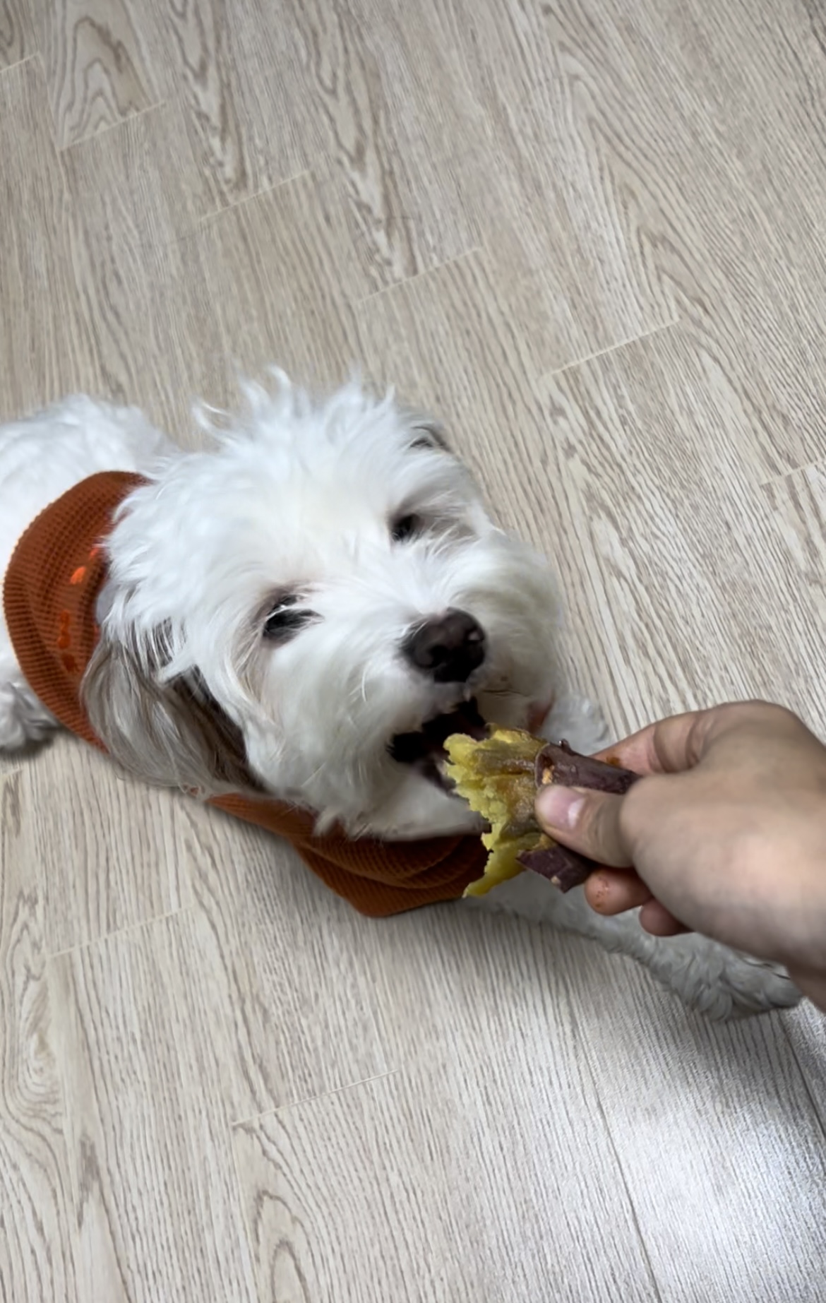 유기견 남매 데려왔는데 너무 귀여워ㅠㅠ 근데 너무 커버렸어;; | 인스티즈