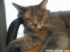 고장난 고양이 모음.gif(데이터주의) | 인스티즈