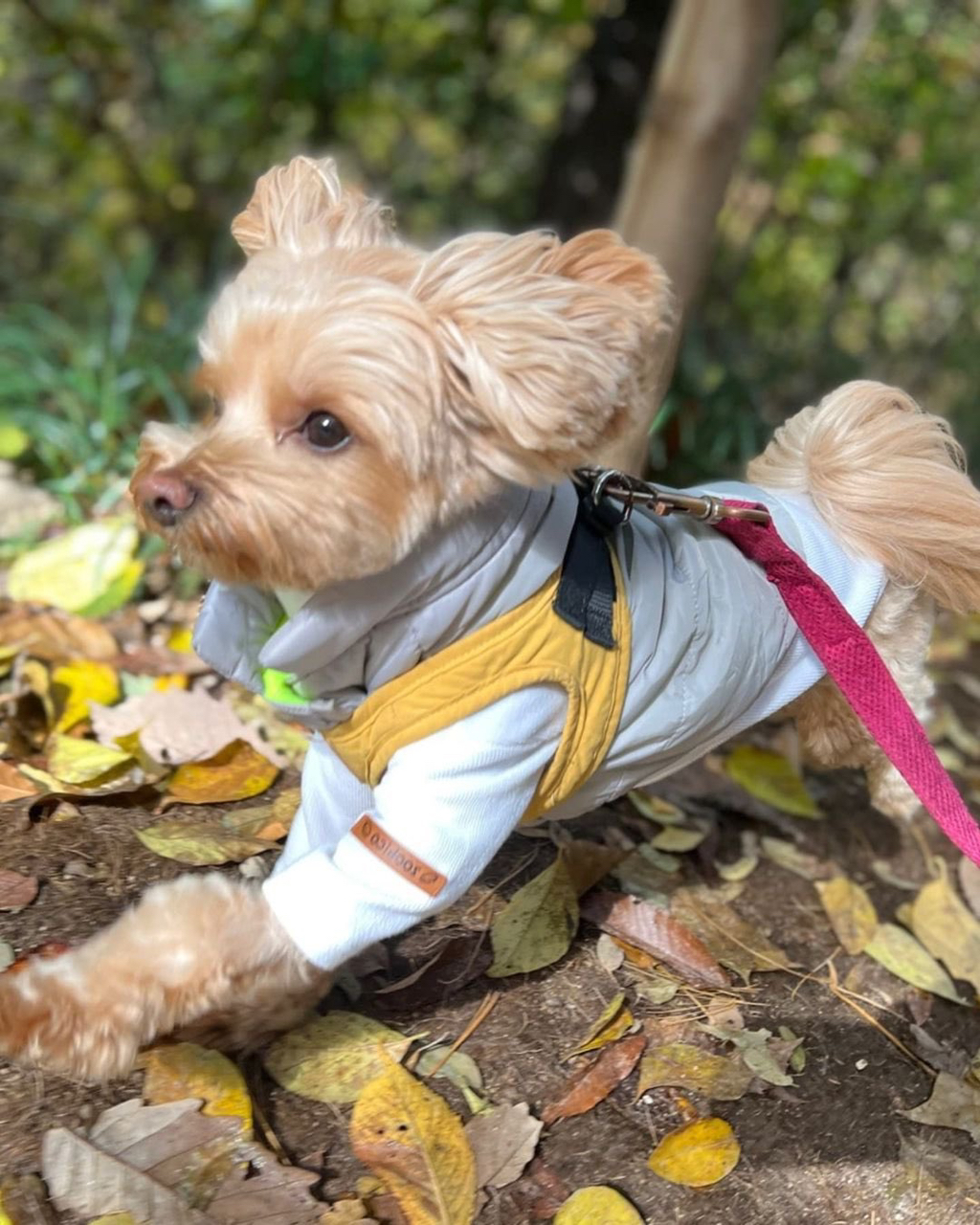 화사 강아지 "똥꼬” 영어이름은.. | 인스티즈