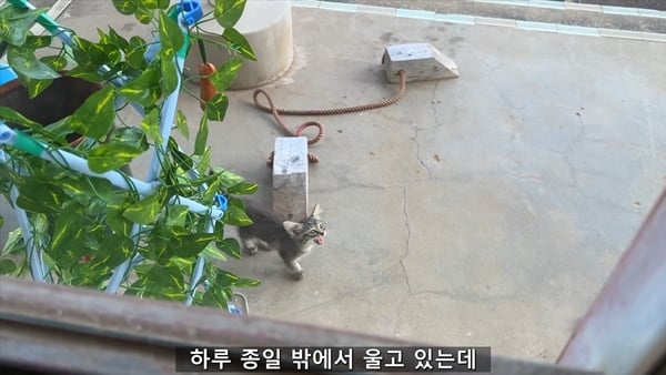 아기 고양이 냥줍했는데 반응 난리난 일본 유튜버.jpg | 인스티즈
