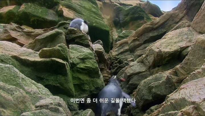 거친파도와 절벽을 뚫고 직진하는 바위뛰기펭귄.gif | 인스티즈