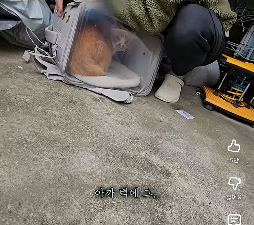 고양이 잃어버렸던 집사가 보자마자 무너진 흔적ㅠ | 인스티즈